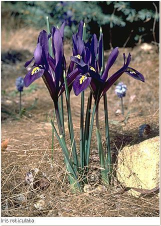 Xiphion the Bulbous Iris - Iris reticulata - Ирис сетчатый